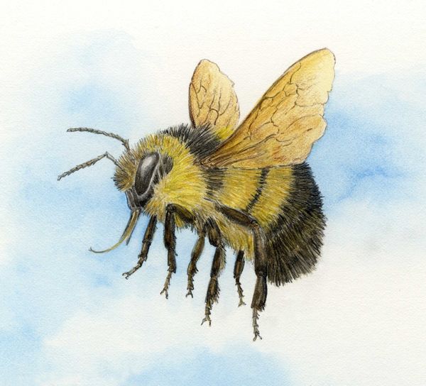 Rusty Patched Bumble Bee - Animals Affected By Climate Change