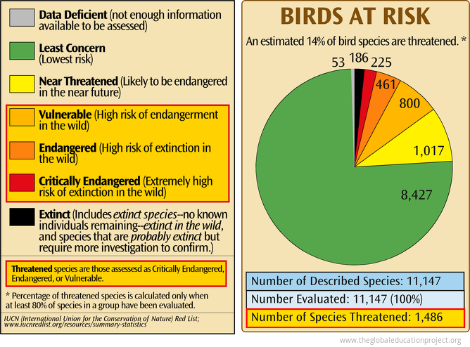Birds at Risk of Extinction