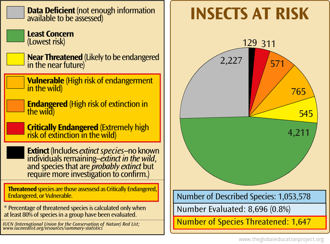 Insects at Risk of Extinction