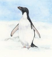 Adelie Penguin