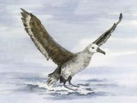 Black-footed Albatros