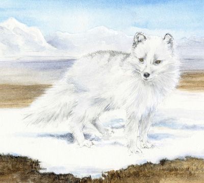 Arctic Fox - Animals Affected by Climate Change