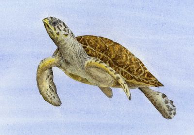 the critically endangered Hawksbill Sea Turtle