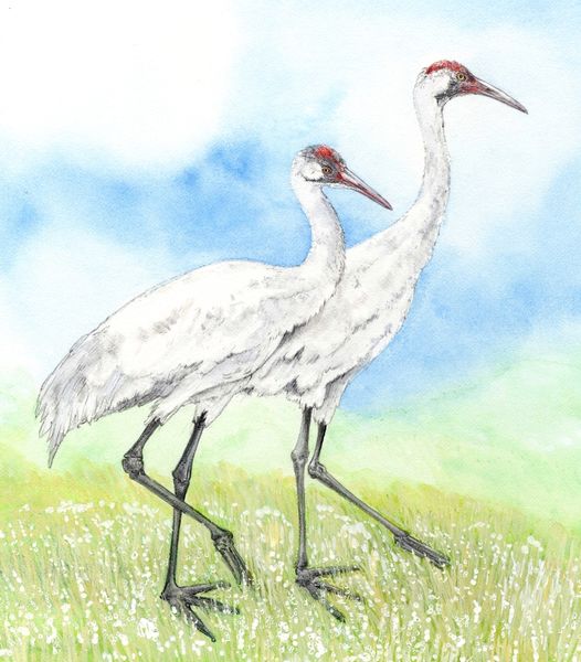 Whooping Crane - Animals Affected by Climate Change