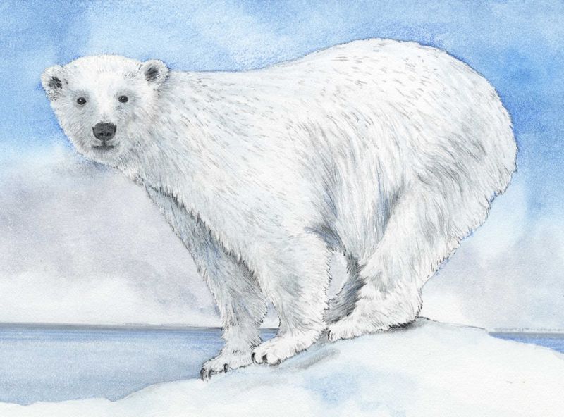 Polar Bear - Animals Affected by Climate Change